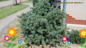 Сосна мелкоцветковая Негиши. Краткий обзор, описание характеристик pinus parviflora Negishi