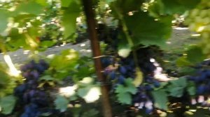 Персики в Сибири. На участке Валерия Зотова.