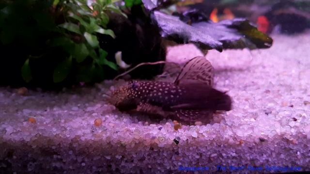 Анциструс - в этом аквариуме он главный смотреть онлайн