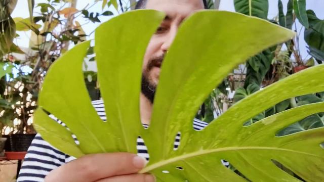 Perfect Propagation Cuttings | Set up for Success | Taking node Cuttings for Propagations смотреть онлайн