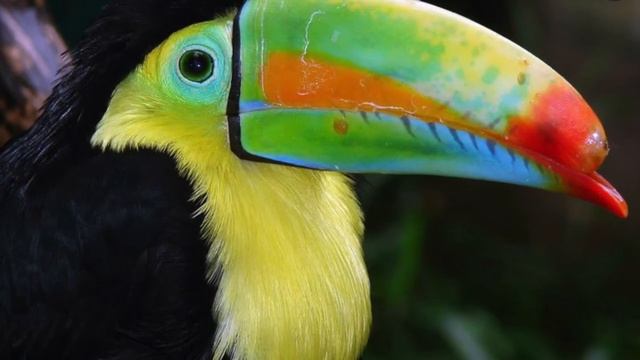 Удивительные соседи. Тукан смотреть онлайн