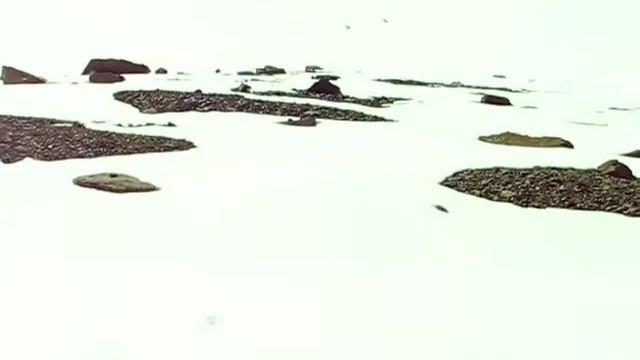 Дятлы. Снежные... Горный Алтай смотреть онлайн