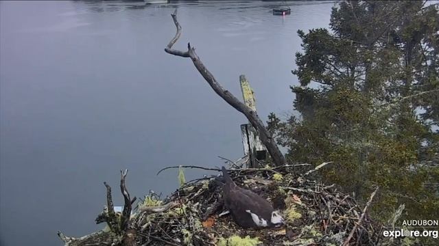 Bald eagle attacks Steve. Hog Island Ospreys. 18.46 / 28 May 2019 смотреть онлайн