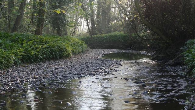 Sounds of nature. Forest. Creek/Звуки природы. Лес. Ручей смотреть онлайн