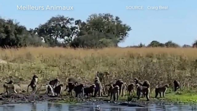 16 Brutal Minutes Baboon, Pavian, Gelada Fight, Hunt Animals смотреть онлайн