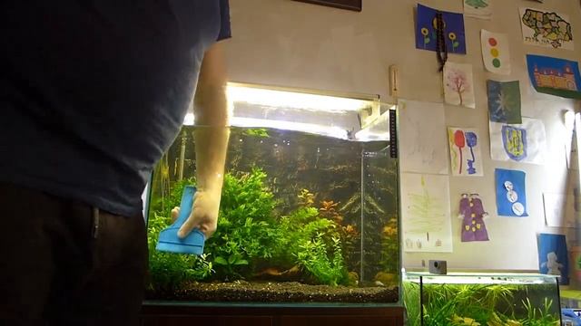 Обслуживание аквариума 100л, с живыми растениями. смотреть онлайн