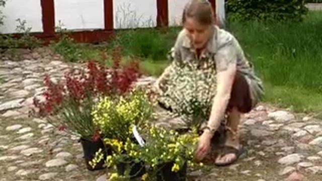 Gyvel - Cytisus (Planter) смотреть онлайн