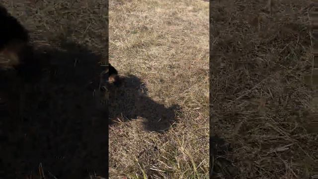 Йоркский терьер купить / щенок Йорка смотреть онлайн