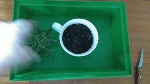 КАЛАНХОЭ ОЛЕНЬИ РОЖКИ.  Размножение,  обрезка,  Отсаживаю