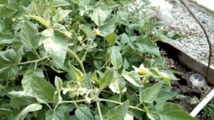 Совмещенные посадки. 11 наименований растений на одной грядке.