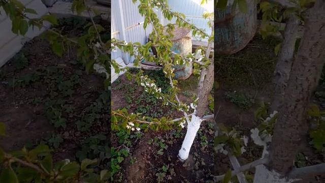 Черешня Ипуть в средней полосе смотреть онлайн