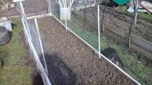 Спасаем грядки от котов
