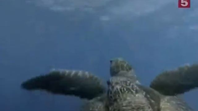 Подводная Одиссея Кусто - Тайны глубин 1968 смотреть онлайн