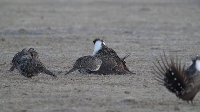 Sage Grouse Mating On A Lek