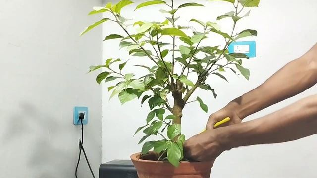 How to grow a difficult plant for Bonsai. Ficus racemosa. Fig смотреть онлайн