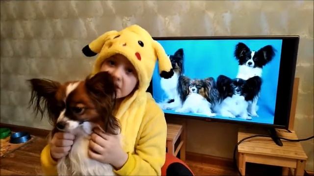 Всё о породе Папильон смотреть онлайн