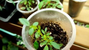 Черенкование розы Кордана. Личный опыт. #размножениероз