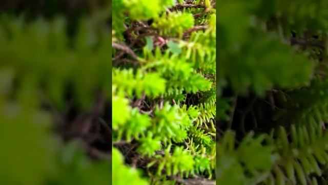 #очиток#едкий#гармония #природа