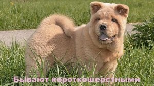 Топ средних пород собак для квартиры