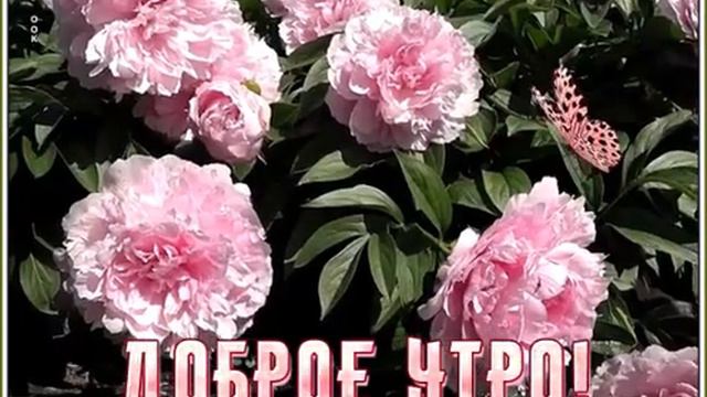 Доброе утро всем от бабушки смотреть онлайн