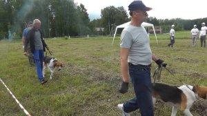 Межрегиональная выставка собак гончих пород "МЕМОРИАЛ Р.И. ШИЯНА".