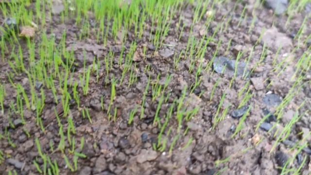 Газонная трава просто самостоятельно! Полевица побегоносная Кроми ,только семена и регулярный полив смотреть онлайн