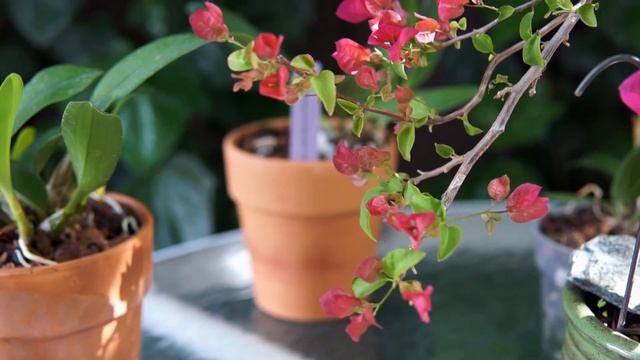 БОНСАЙ из бугенвиллии. Быстрый результат длительного процесса.