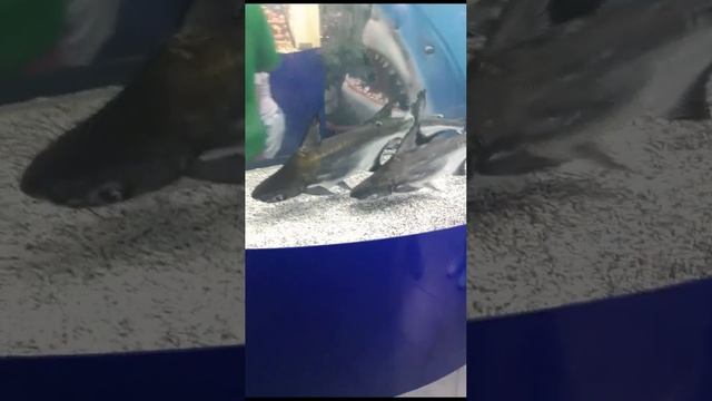 красивые рыбки смотреть онлайн