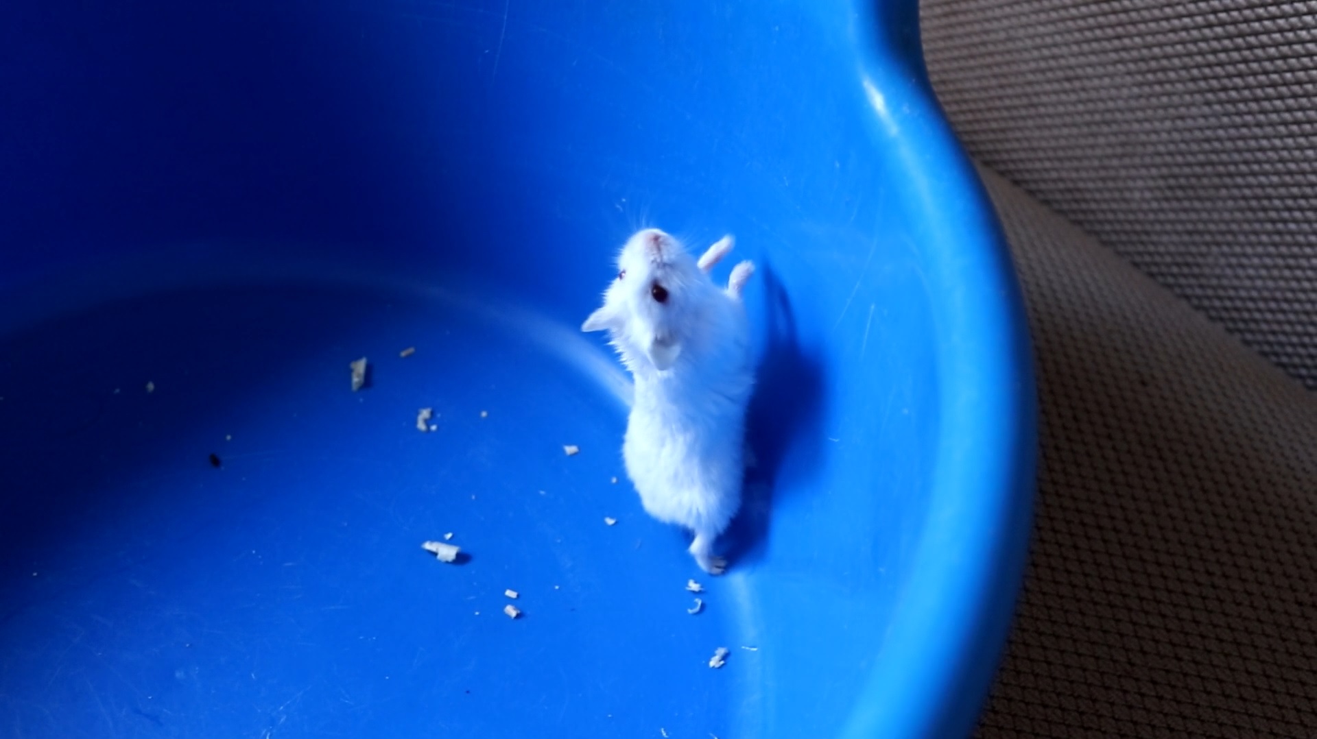 УБОРКА В КОНТЕЙНЕРЕ У ХОМЯКА смотреть онлайн