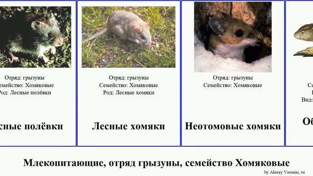 Млекопитающие, отряд грызуны, семейство Хомяковые Rodentia order Rodentia family Cricetidae mammal смотреть онлайн