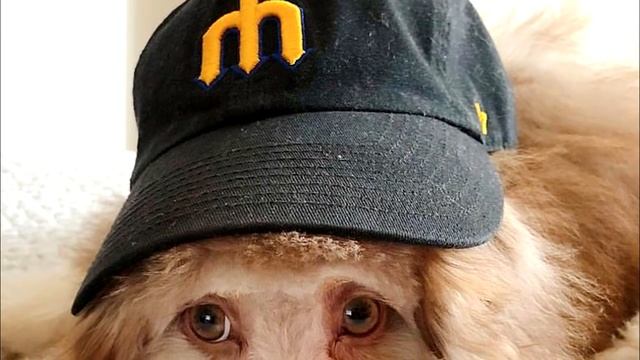 Пёсик с человеческими глазами и улыбкой шокировал весь Интернет смотреть онлайн