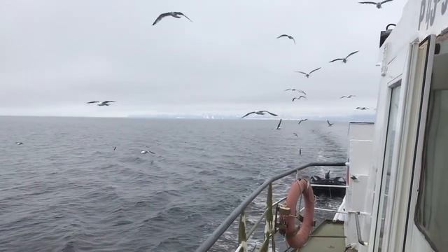 Шуга - Премьера песни