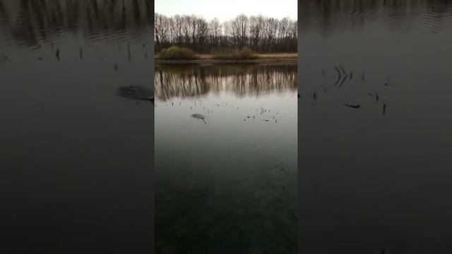 сетка с кормушкой с Али экспресс часть 1 смотреть онлайн