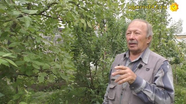 Ода сибиряка яблоне полукультурке смотреть онлайн