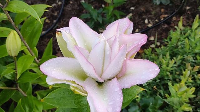 ОБЗОР МАХРОВЫХ ЛИЛИЙ: Roselily Thalissa и Roselily Anouska | Махровые лилии серия Roselily