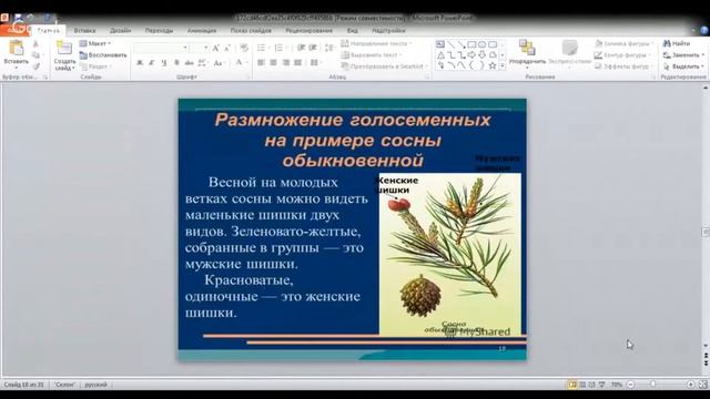 ОГЭ по биологии 9 класс. Занятие 16. Царство растения. Отдел голосеменные. смотреть онлайн