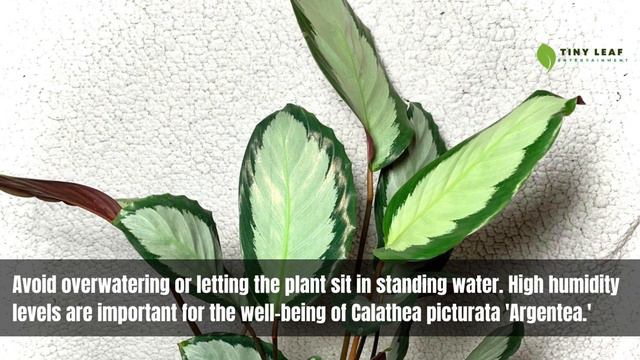 Calathea Picturata 'Argentea' | Calathea Varieties