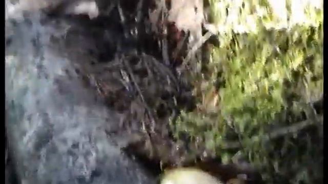 Грибы Вешенки в лесу. Как растут. Как распознать. смотреть онлайн