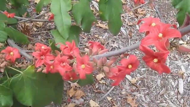 Brachychiton bidwilliii: One of Australia finest смотреть онлайн