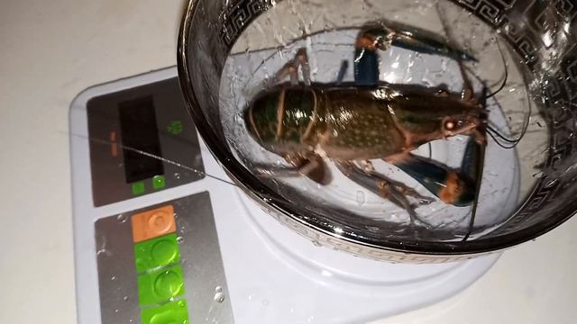 Замер и взвешивание синего рака аккр смотреть онлайн