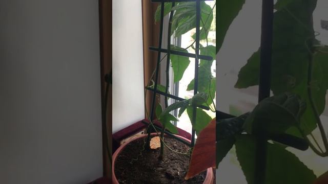 Маракуйя Пассифлора из косточки смотреть онлайн