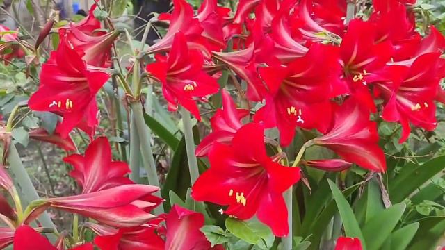 special flower of April fool, amaryllis belladonna смотреть онлайн