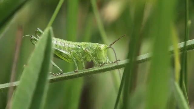 Красивая музыка завораживает душу. Тебе с любовью ! смотреть онлайн