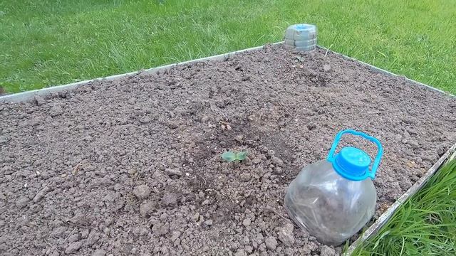 Дихондра и Петунья обретают свое место смотреть онлайн