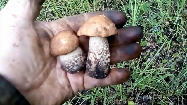 СОБИРАЛ СВИНУШКИ ПОСЛЕ ДОЖДЕЙ .... смотреть онлайн