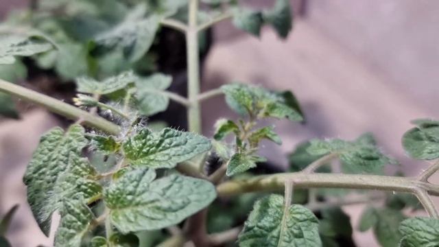 томат "балконное чудо". первые томатики. 2 месяца. смотреть онлайн