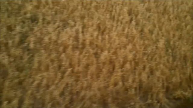 Уборка овса на палесье кзс-7 смотреть онлайн