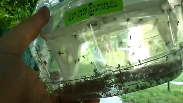 Mosquito Magnet Executive. Комариный улов за ночь работы москито киллера. Защита от комаров