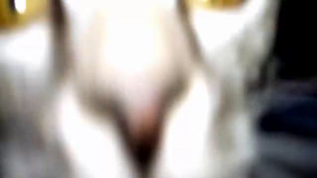 Кот топотун смотреть онлайн