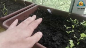 Что нужно чтобы сделать огород на балконе